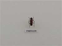 藏品(曙光虎天牛)的圖片